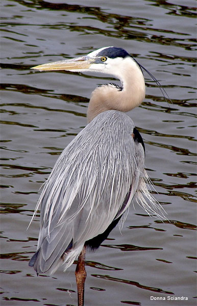 Great Blue Heron by Donna Sciandra