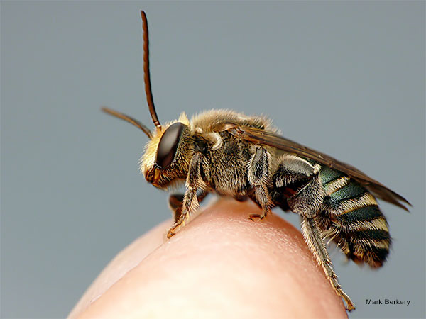 Green and Gold Nomadia Bee by Mark Berkery