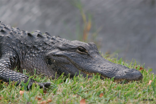 American Alligator by Bob See