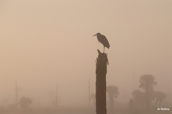 Solitude by Al Rollins