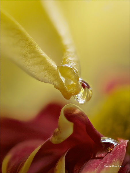 Autumn Flowers by Carole Bouchard