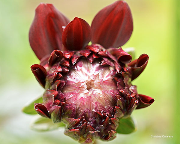 Dripping Heart by Christine Catalano